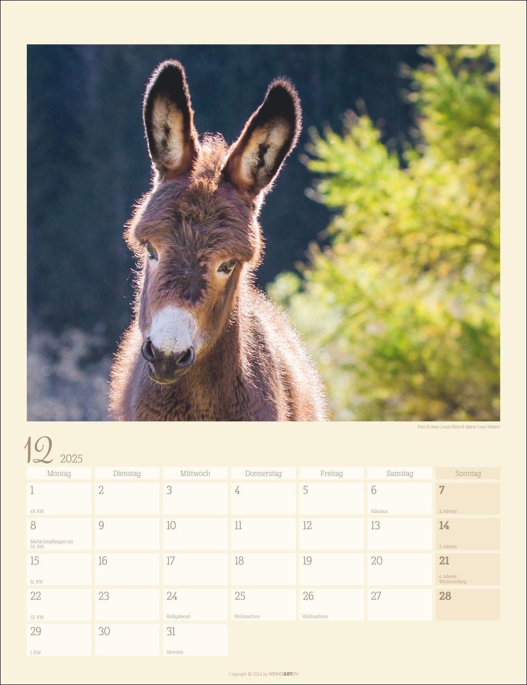 Esel Kalender 2025