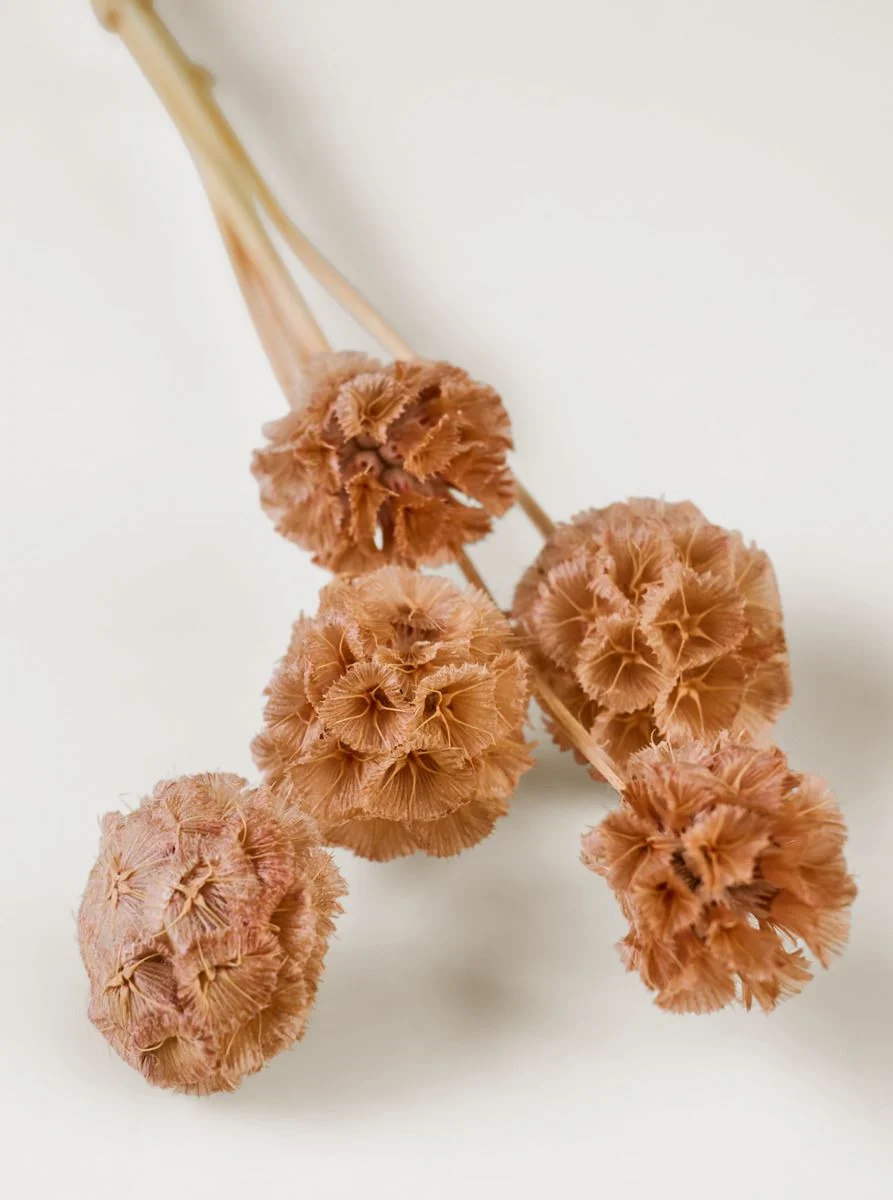 Tørkede blomster brun - 30 cm