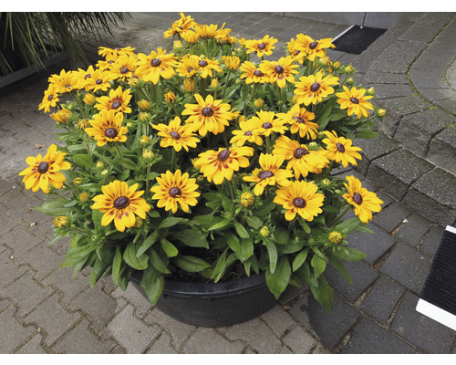 Zonnehoed Mix FloraSelf Rudbeckia x Hybride H 30-40 cm Co 5 L diverse soorten
