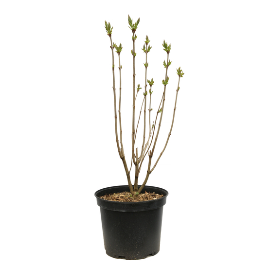 Syringa 'Princesse Sturdza':pot 10L