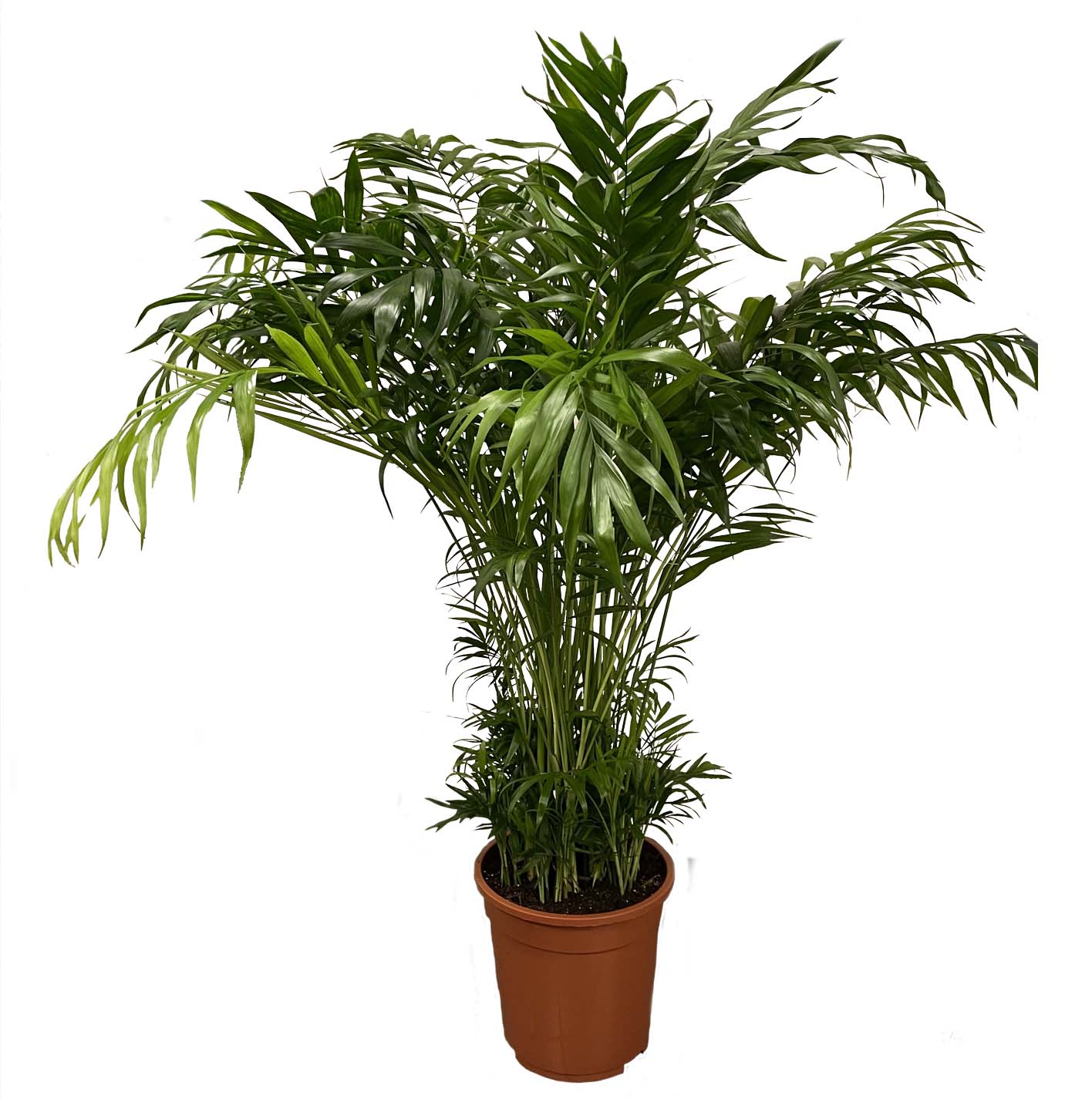Chamaedorea pot 12cm