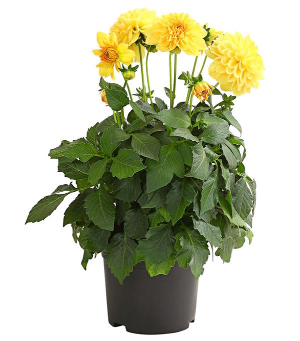 Dahlie, verschiedene Farben