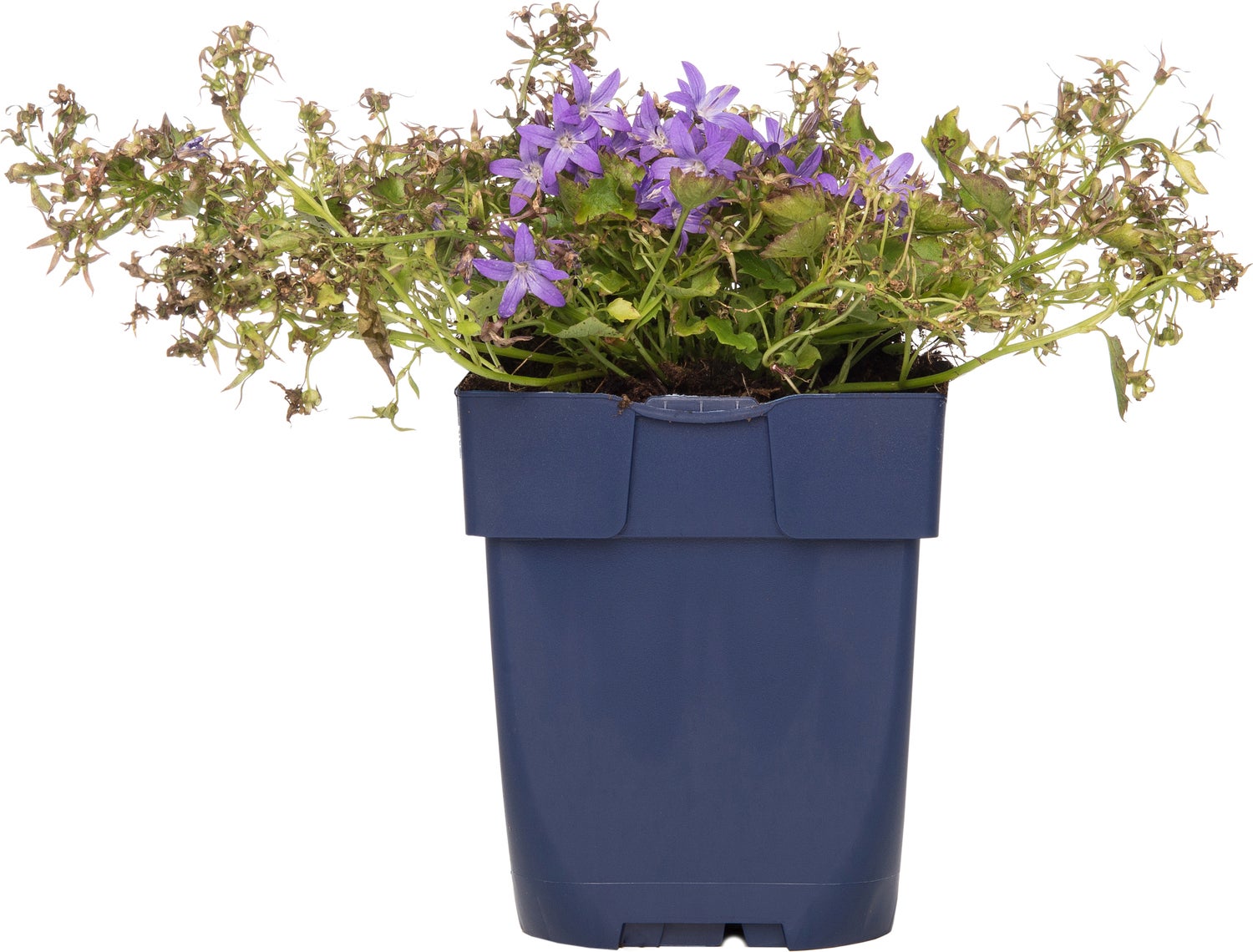 Kruipklokje (Campanula poscharskyana 'Stella') D 11 H 10 cm