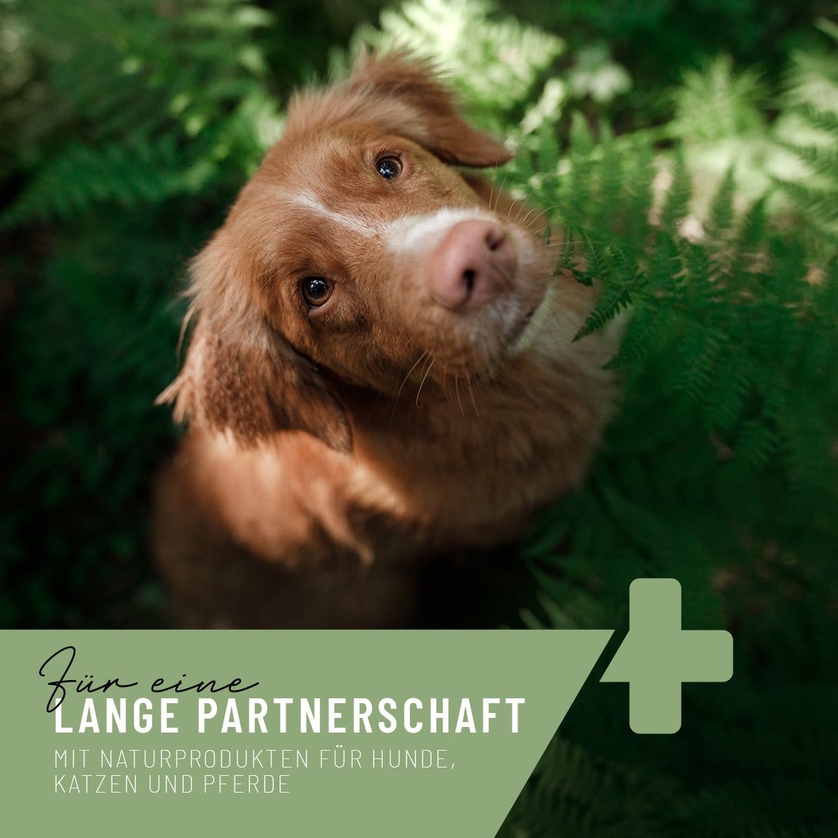 EctoStop Repellent für Haus und Tiere - ReaVET
