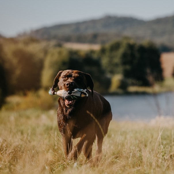 HP&G Training Tool Green Wing Teal<br>Til trening av hund!
