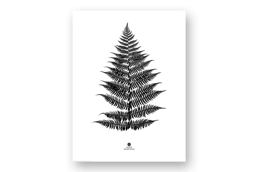 Fern black poster 30x40 cm.