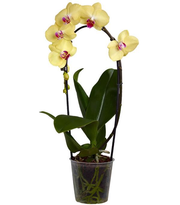 Schmetterlingsorchidee - Phalaenopsis