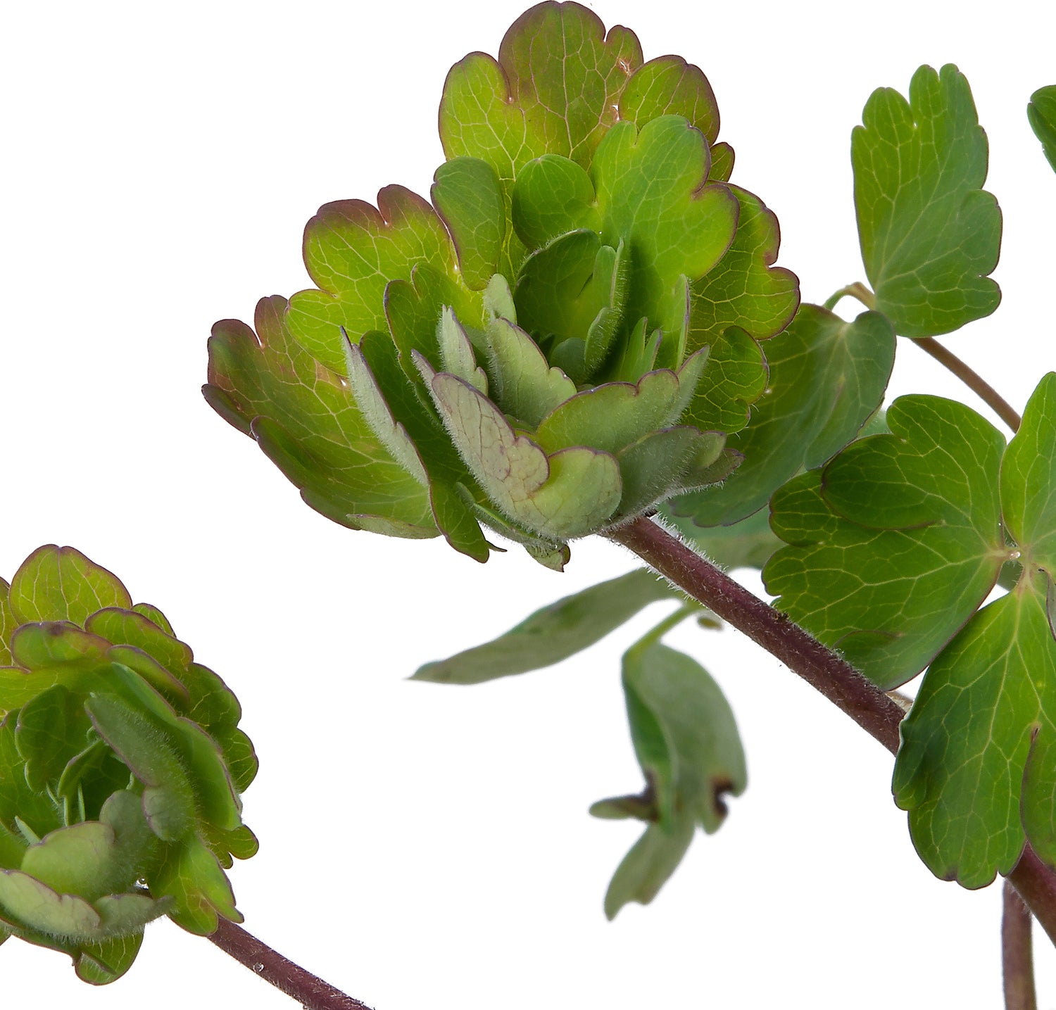 Akelei (Aquilegia chrysantha 'Yellow Queen') D 9 H 10 cm