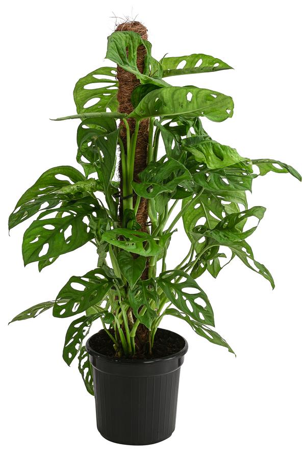 Fensterblatt - Monstera adansonii