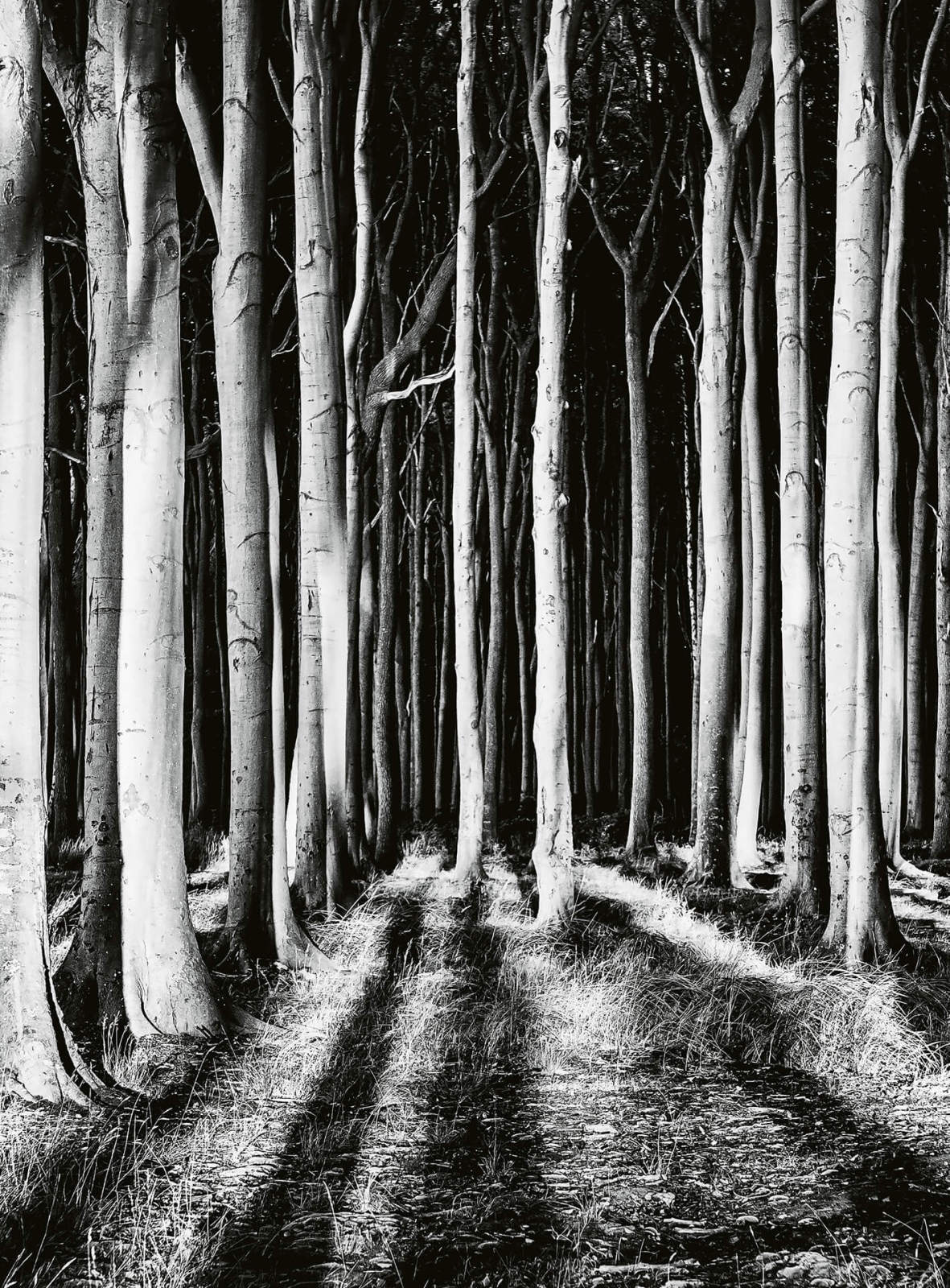 Fototapete DESIGNWALLS 2.0 - schwarz-weiß - Wald - 2,6 Meter