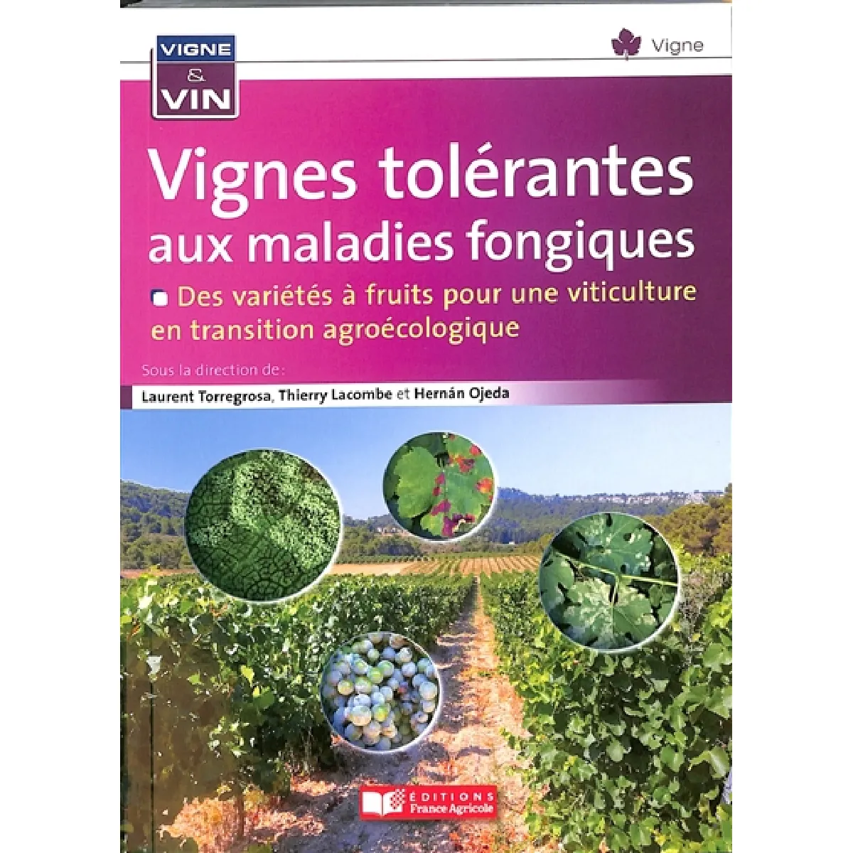 Vignes tolérantes aux maladies fongiques : des variétés à fruits pour une viticulture en transition agroécologique