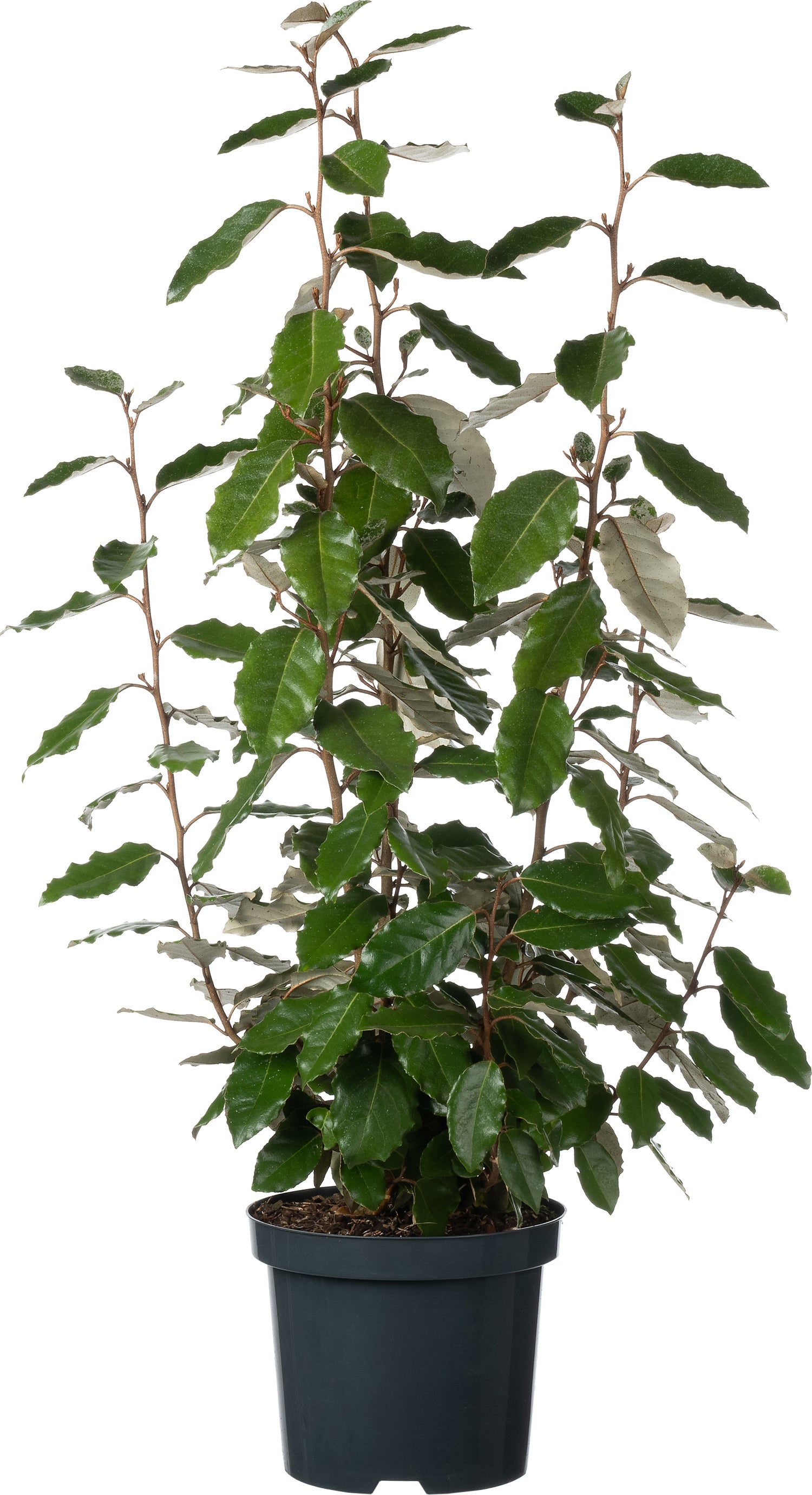Olijfwilg (Elaeagnus ebbingei 'Compacta') D 19 H 45 cm