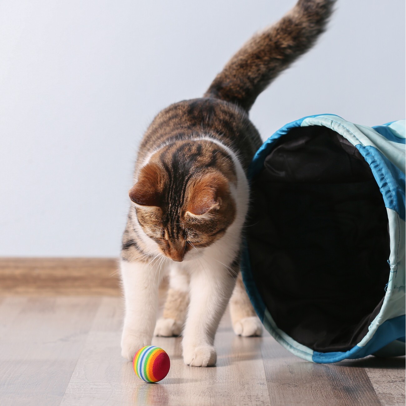 Kater Kasimir Katzenminze-Spray. Rein natürlich im 30ml Pumpzerstäuber