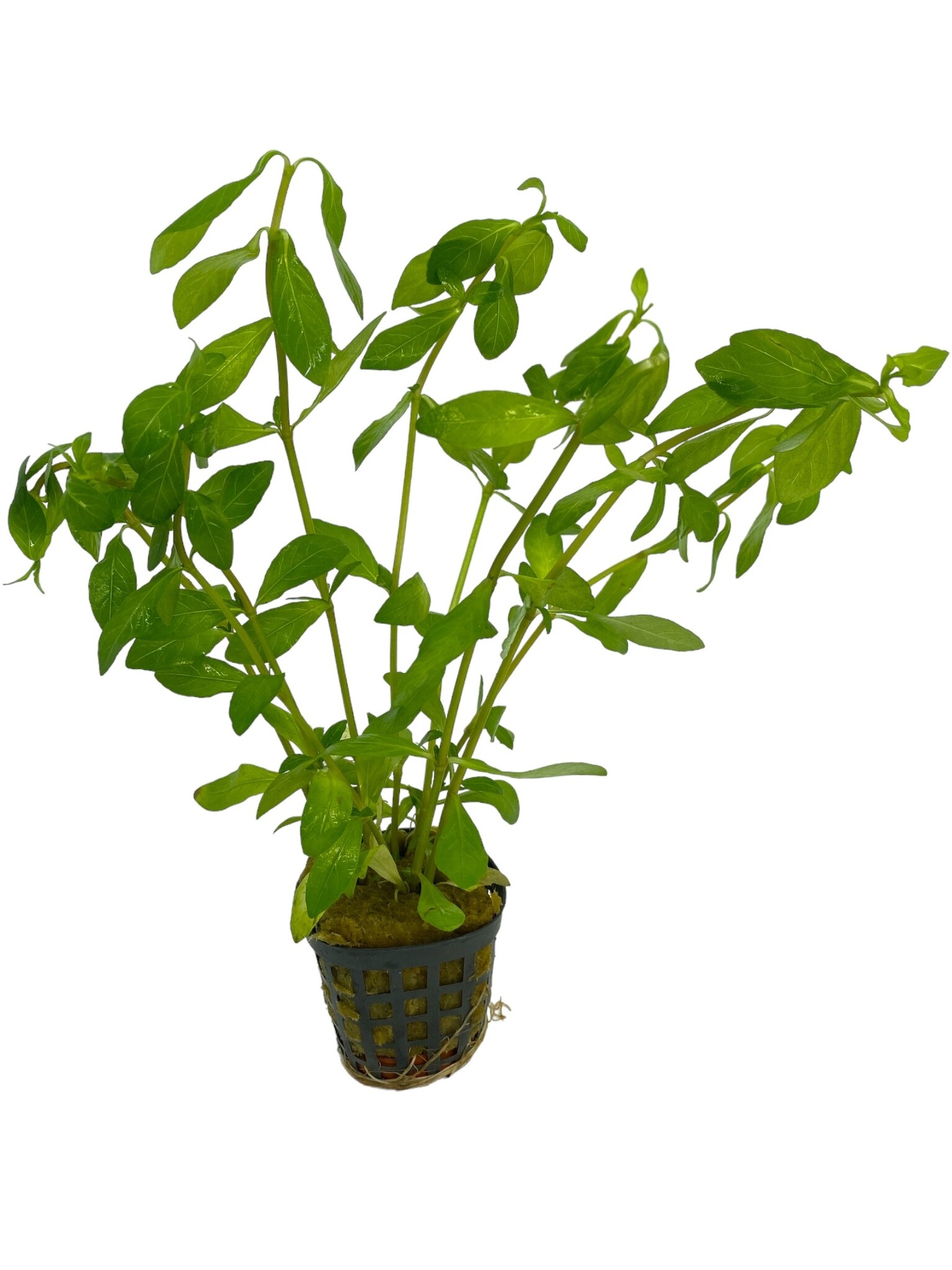 Waterpant Hygrophila Polysperma in 5cm Pot Aquariumplant