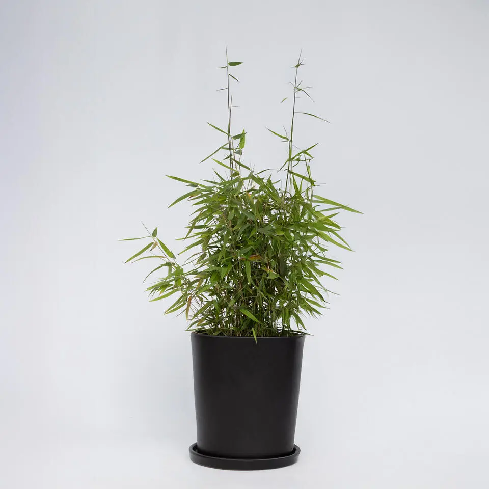 Bamboe - Fargesia nitida 'Red Dragon' - Hoogte 50-70cm - ⌀17cm