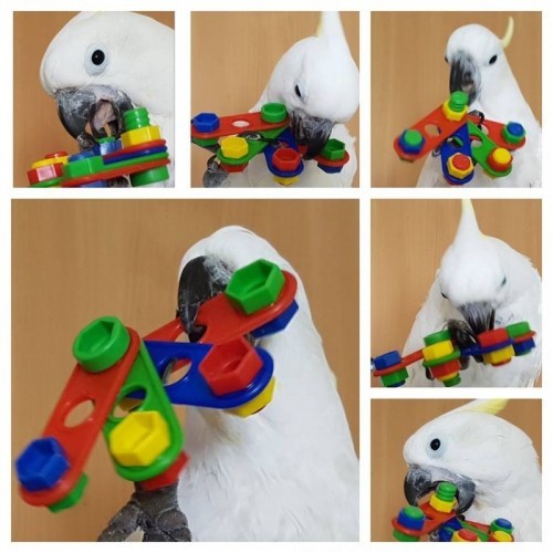 Brinquedo de ventilador com parafuso para papagaios, várias cores