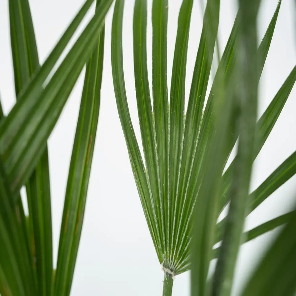 Dwergpalm - Set van 2 - Chamaerops humilis - Hoogte 50-60cm - ⌀15cm