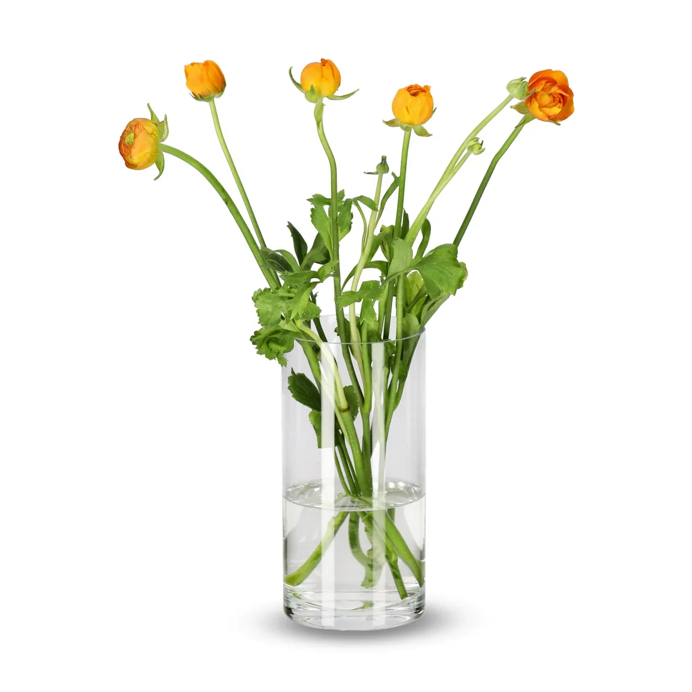 Ranunkler 5pk Høyde 40 cm