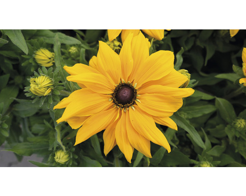 Zonnehoed Mix FloraSelf Rudbeckia x Hybride H 30-40 cm Co 5 L diverse soorten