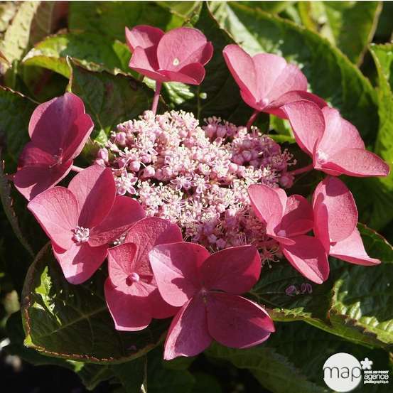 Hydrangea 'Rotschwanz', contneur 3 L