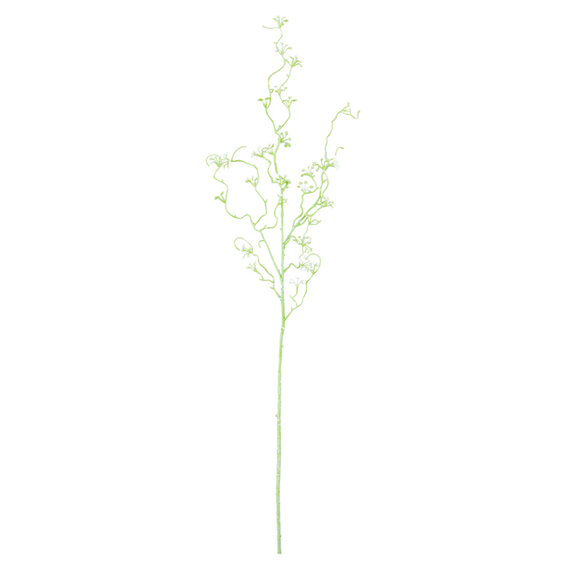 Branche de saule 'Tendresse'