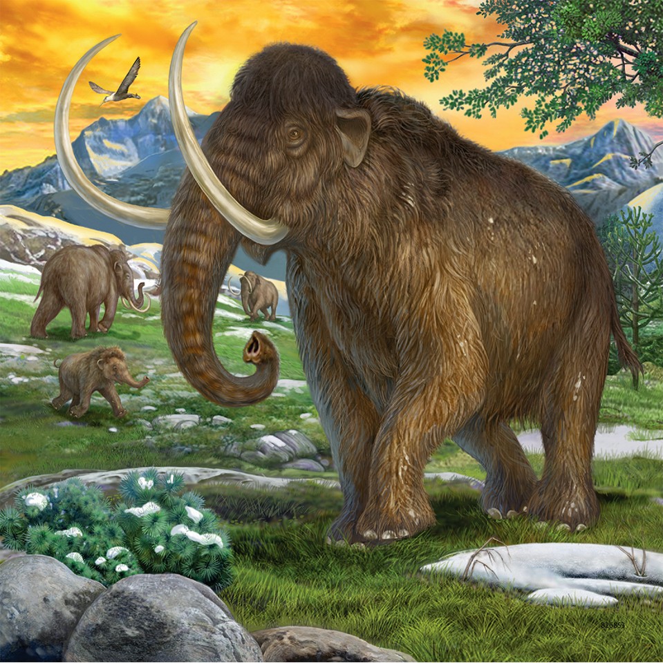 Ravensburger - Primeval Ruler 3x49p