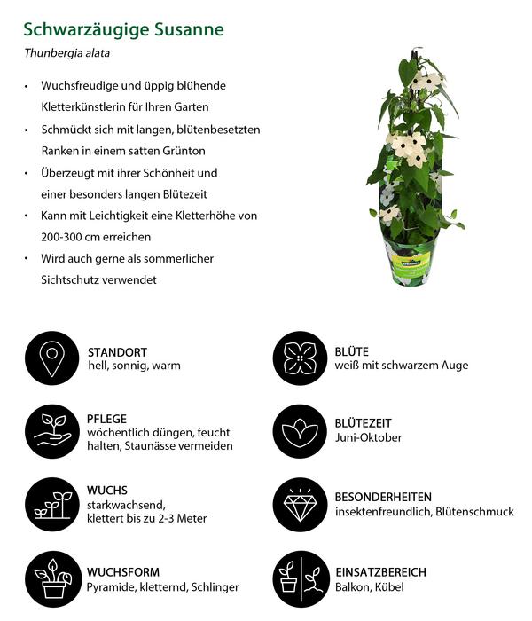 Schwarzäugige Susanne