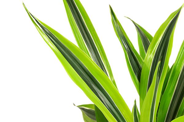 Drachenbaum - Dracaena 'Lemon Lime',