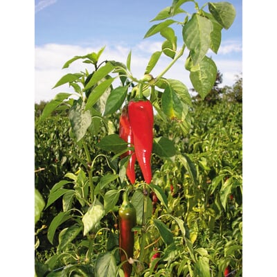 Bio-Piment d’Espelette