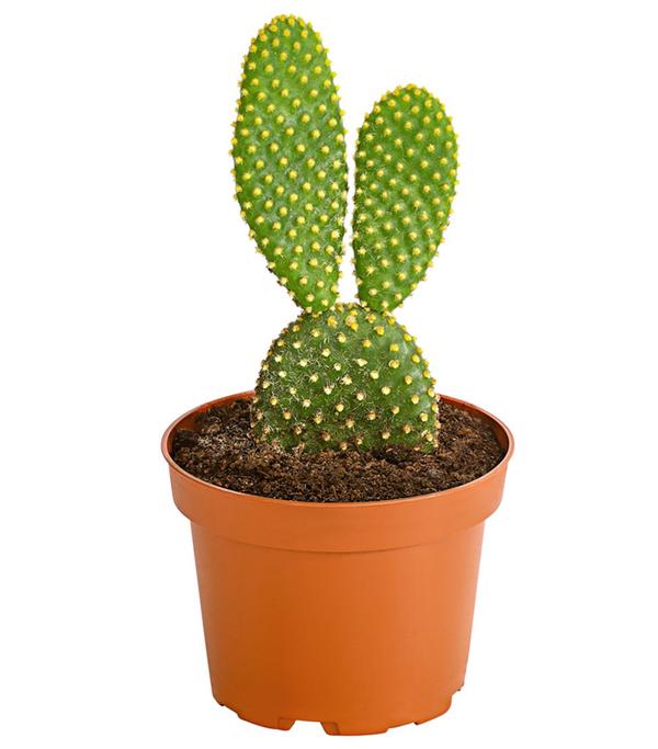 Feigenkaktus - Opuntia indica, verschiedene