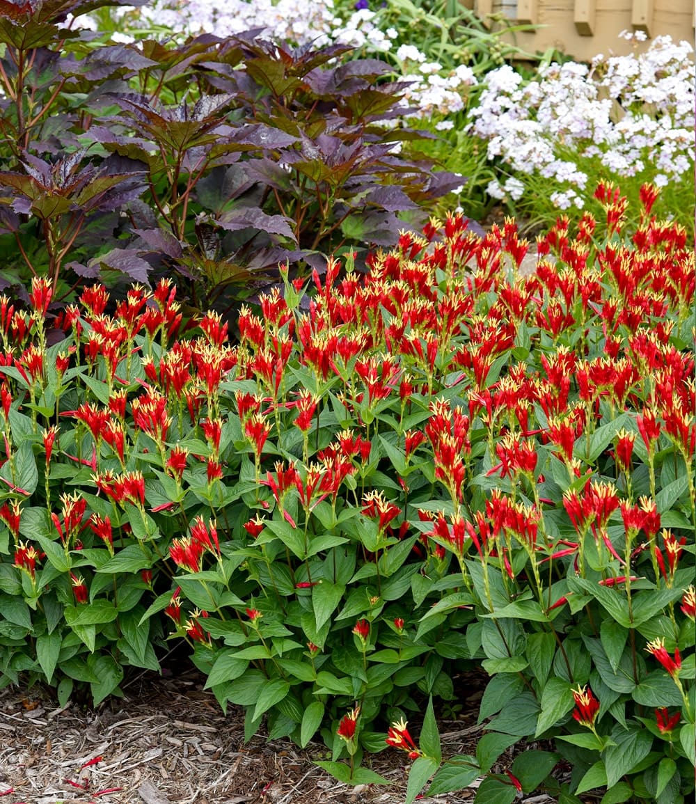 Spigelia 'Little Redhead®'