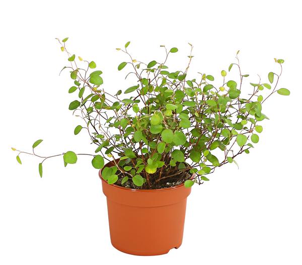 Drahtstrauch - Muehlenbeckia complexa