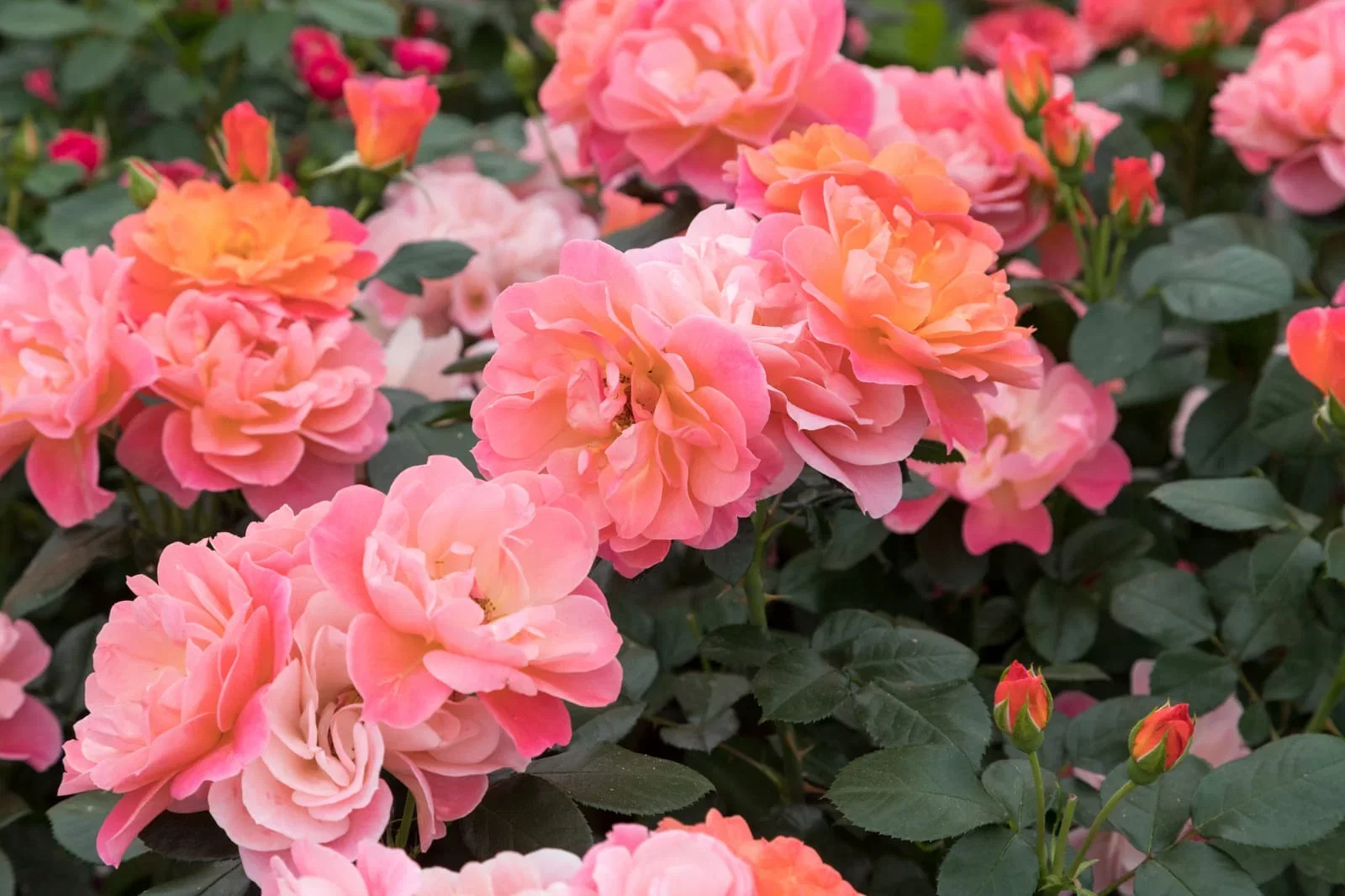 Rosa Sugar Candy Rose 'Sugar Candy' oppstammet Høyde 70-90 cm