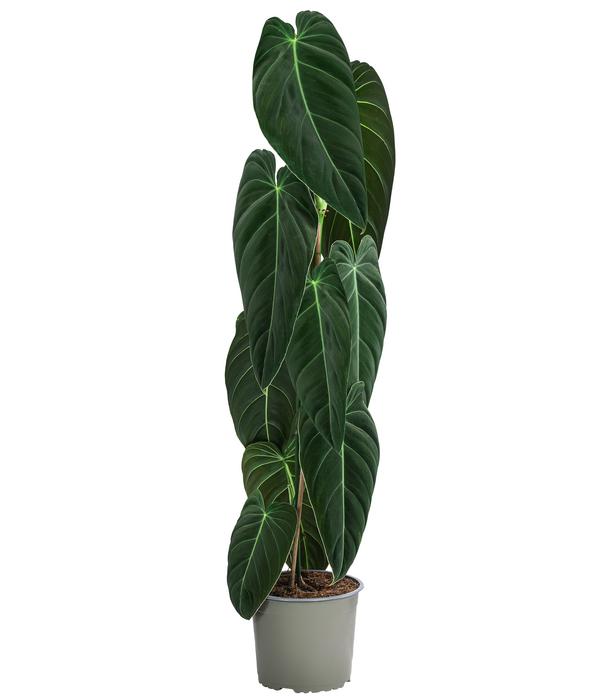 Schwarzgoldener Baumfreund - Philodendron