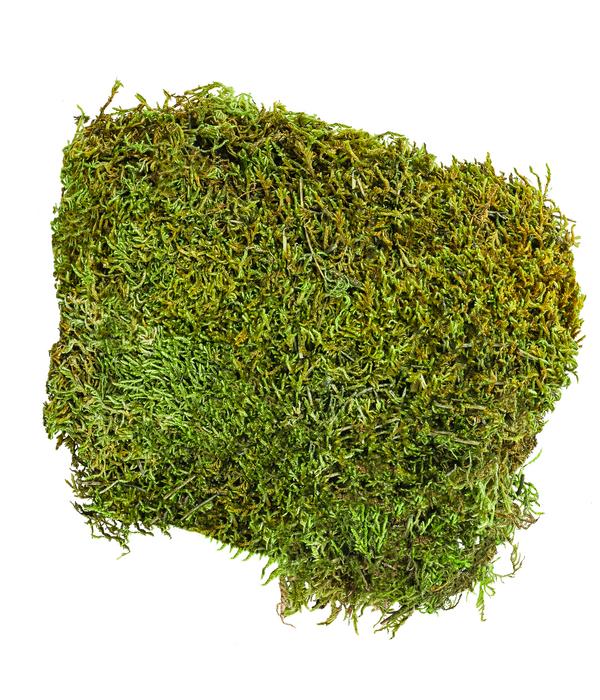Dehner Lieblinge Waldmoos, 50 g