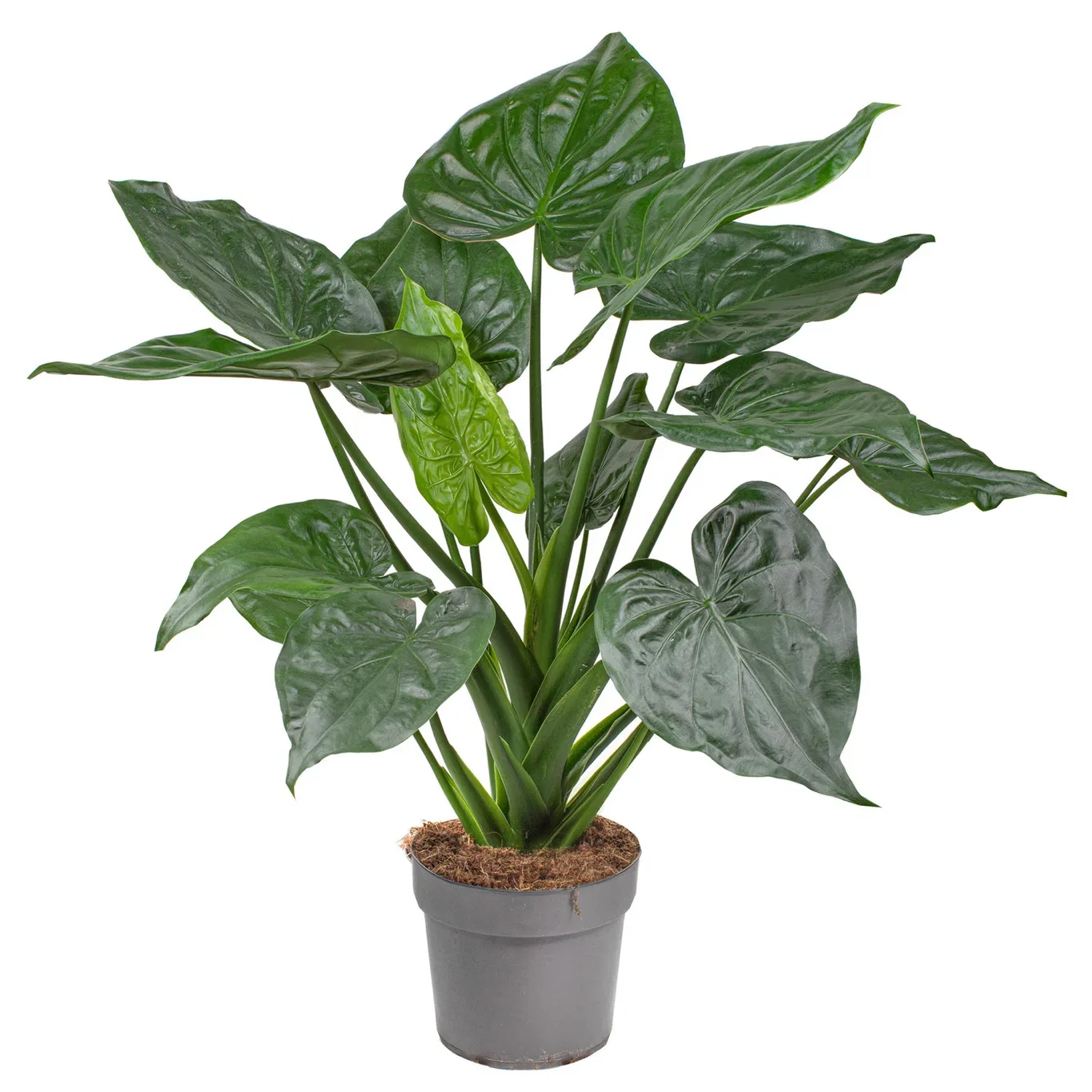 Alocasia 'cucullata' 24 cm Alocasia cucullata Høyde 80 cm