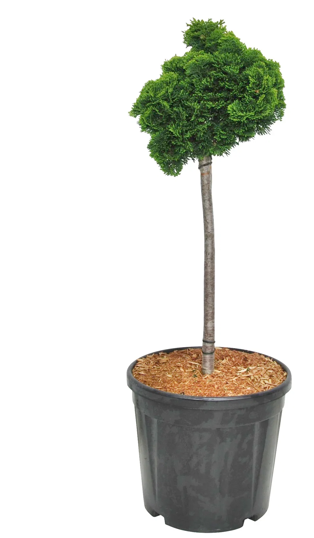 Chamaecyparis obtusa 'Nana Gracilis' Solsypress 'Nana Gracilis' på stamme Ø26 cm