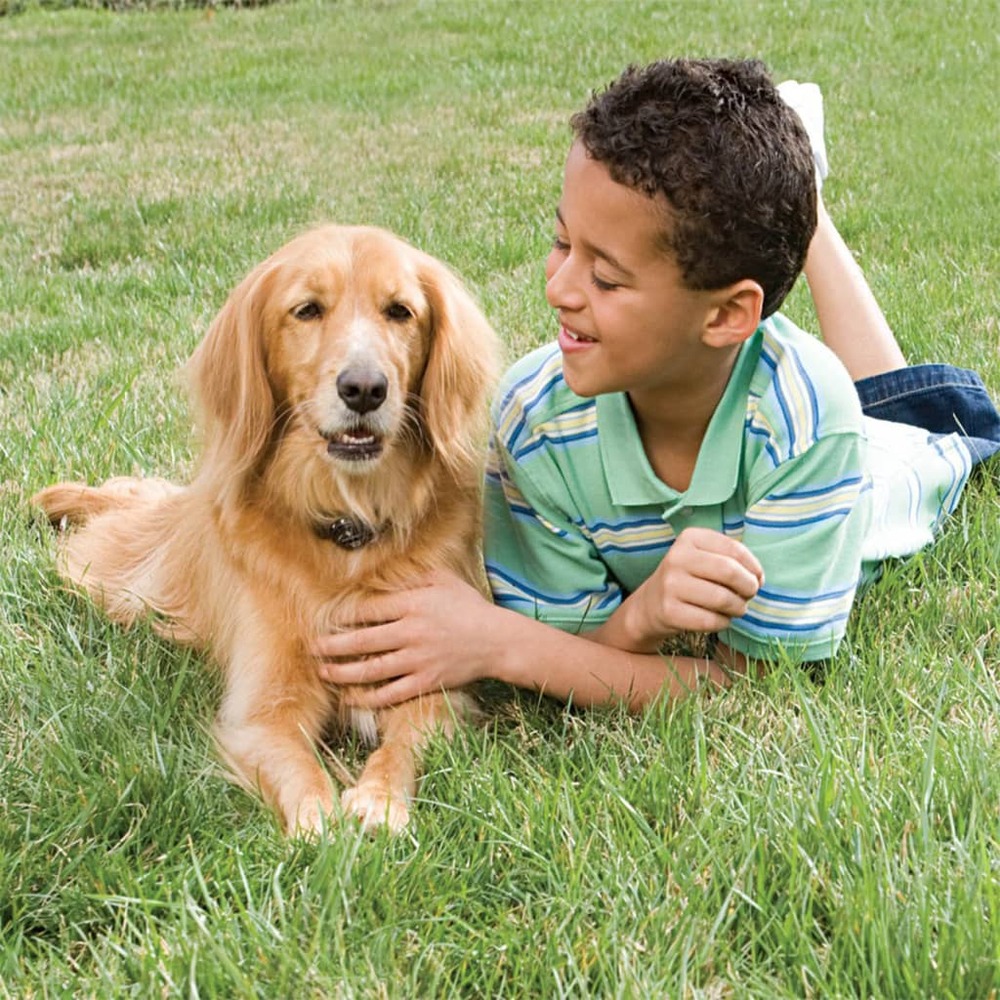 Système de clôture au sol pr chiens de taille de plus de 3,6kg