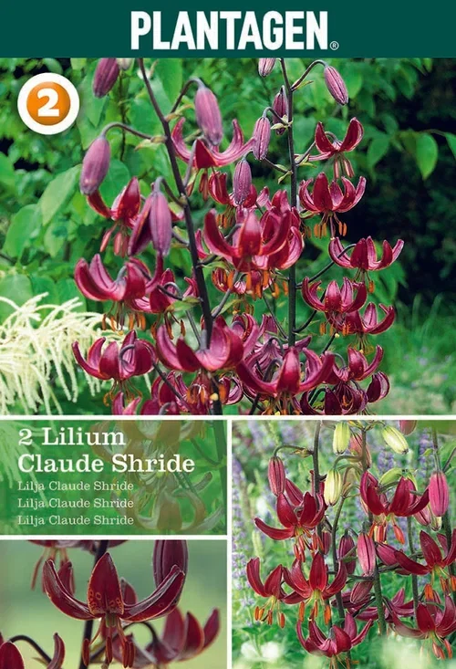 Lilium (Martagon-Group) 'Claude Shride' Martagonlilje 'Claude Shride'