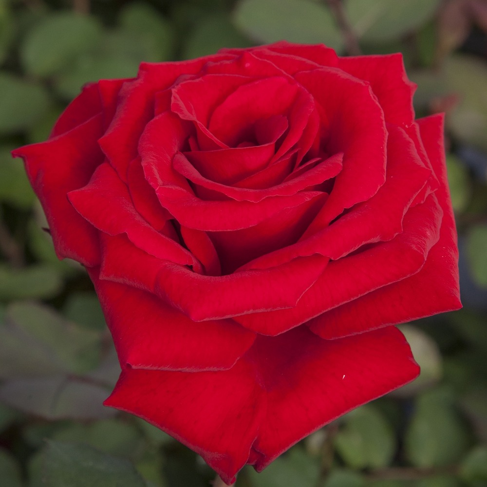 Rosier marcel pagnol ® meisoyris sans motte