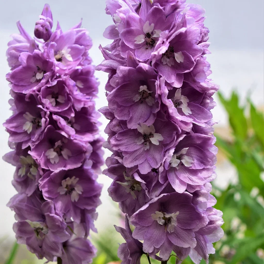 Delphinium (Delgenius-serien) Ridderspore DELGENIUS miks Ø19 cm