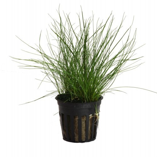 Planta de aquário Tropica iberia eleocharis parvula