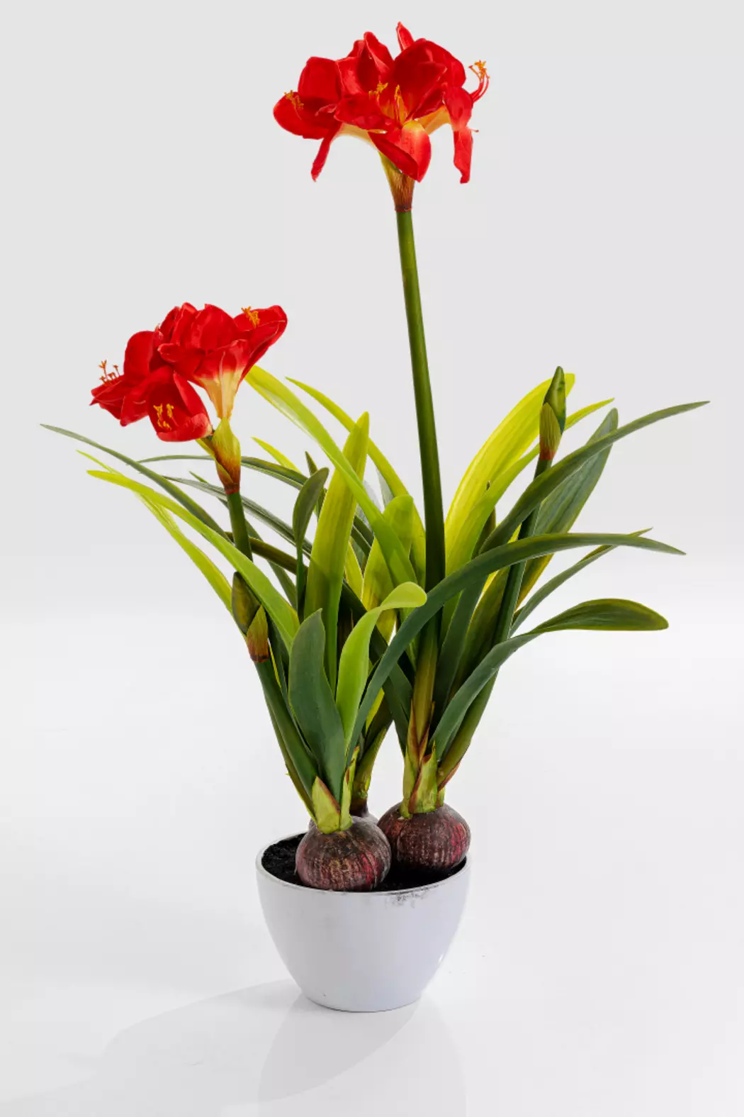 Deko Pflanze 51682 Amaryllis