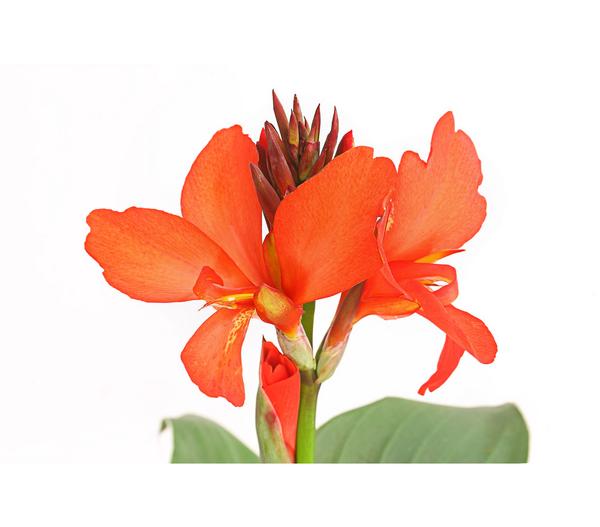 Indisches Blumenrohr, verschiedene Sorten