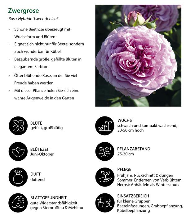 Zwergrose 'Lavender Ice®'