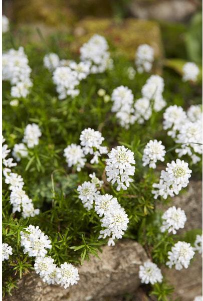 Scheefkelk (Iberis sempervirens 'Weisser Zwerg') D 9 H 10 cm