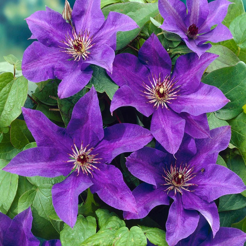 Clématite le président – plante grimpante violette - vigne forestière - ⌀15 cm - ↕60-70 cm