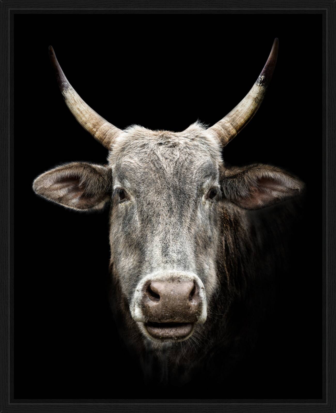 Samba by Claudio Gotsch - Limited Edition. Edition of: 150. Signed.