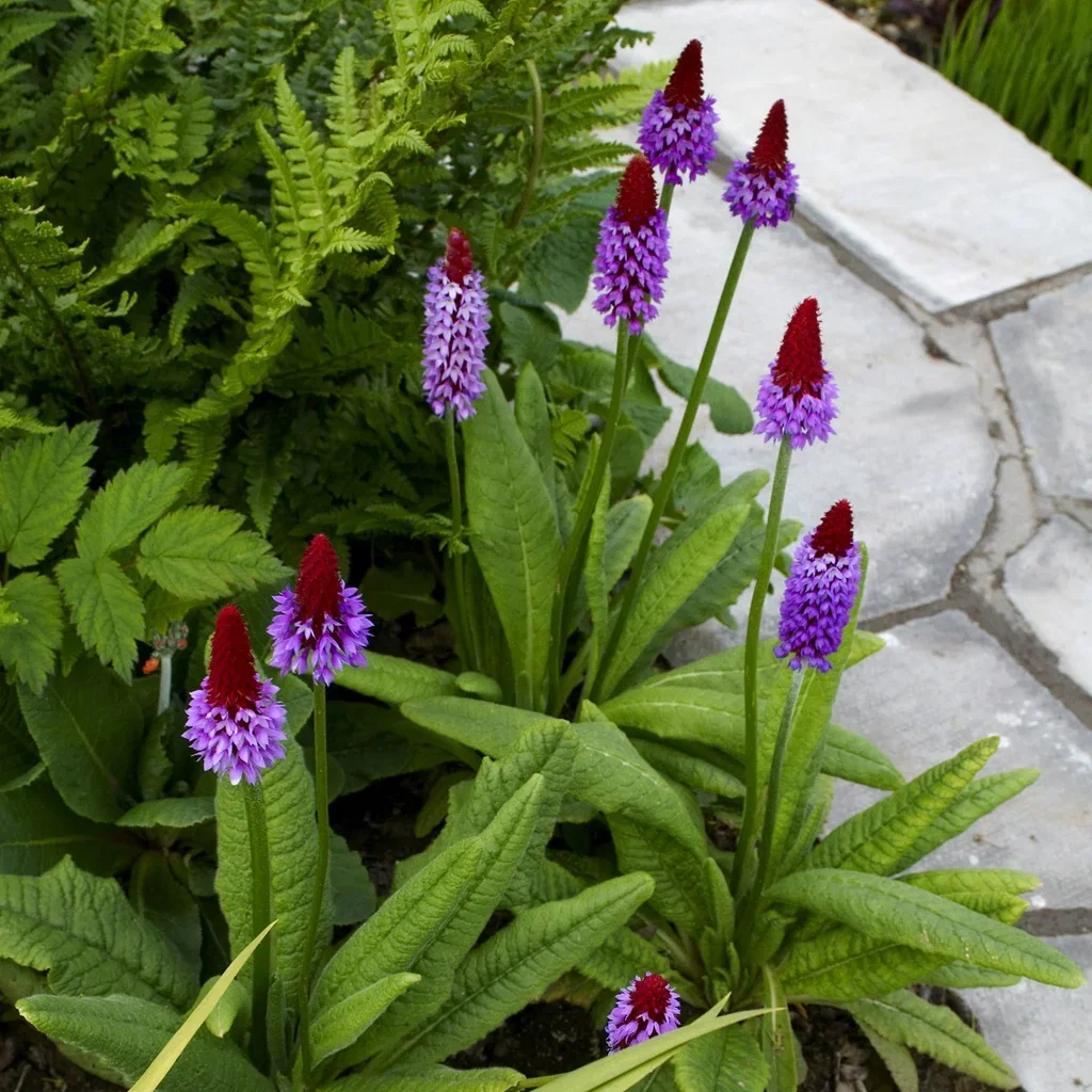 Primula vialii Orkidéprimula Ø17 cm