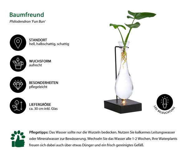 Waterplant Baumfreund im Glas - Philodendron